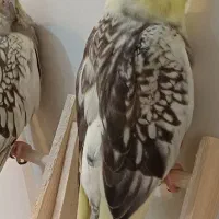 عروس هلندی گمشده