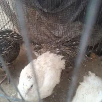 بلدرچین عالی سالم