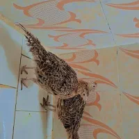 بوقلمون ماده|حیوانات مزرعه|مشهد, دانش|دیوار