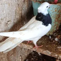 طوقی|پرنده|بستک, |دیوار