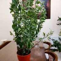 فروش گل آپارتمانی|گل و گیاه طبیعی|تهران, حشمتیه|دیوار