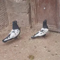 تعدادی کبوتر