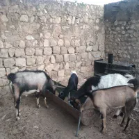 بز و نربز|حیوانات مزرعه|اندیمشک, |دیوار