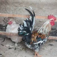 ست مرغ و خروس گلین