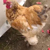 . خروس|حیوانات مزرعه|رشت, فرودگاه سردار جنگل رشت|دیوار