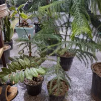 فروش فوری چند عدد گل نصف قیمت بازار|گل و گیاه طبیعی|کهنوج, |دیوار