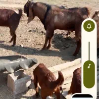 نربز دوزیده شده|حیوانات|دزفول, |دیوار