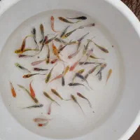 ماهی کوی سه بندی و غذای ماهی