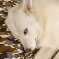 واگذاری رایگان هاسکی