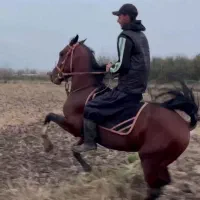 نریان دو سر کرد|اسب و تجهیزات اسبسواری|رشت, گلسار|دیوار