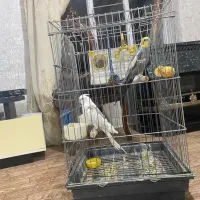 دو عدد عروس هلندی مولد|پرنده|سنندج, |دیوار