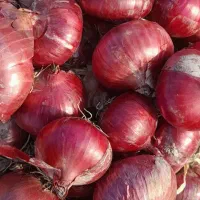 بذر پیاز قرمز