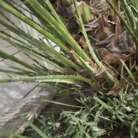 دمیت برحی|گل و گیاه طبیعی|بندر دیر, |دیوار