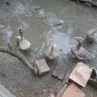 غاز بالغ محلی