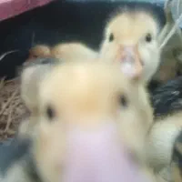 جوجه اردک|حیوانات مزرعه|آستارا, |دیوار