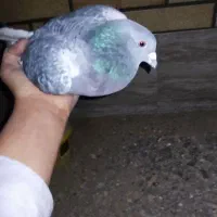 کبوتر پلاکی و مسا فتی