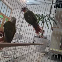 دو جفت گرینچیک ودوعدد قناری|پرنده|فردوس (خراسان), |دیوار