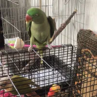 شاه طوطی اسکندر