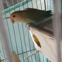 طوطیه برزیلی جفت