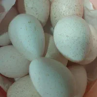 تخم بوقلمون ندفه دار