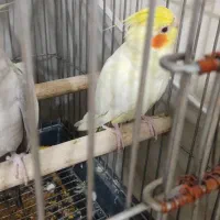 چهار جفت عروس هلندی|پرنده|مشکین‌دشت, |دیوار