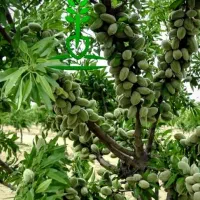 تولید و‌فروش نهال پیوندی بادام باردهی از سال دوم