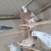 کفترتهرانی چندعددهم تیدی