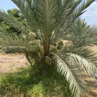 عالی عالی