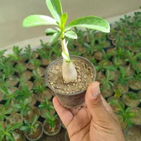 آدنیوم سایز ۶و ۸ قلمه پتوس ارتشی بونسای و کاکتوس|گل و گیاه طبیعی|یزد, |دیوار