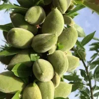 ارائه نهال دیمی بادام دیر گل و مقاوم به سرما