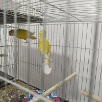 کوتوله مولد