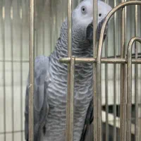 کاسکو برای تکمیل سالن تا۱۱۰ صاف نیاز داریم