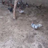 جوجه محلی چاق|حیوانات مزرعه|قرقری, |دیوار