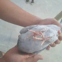 کبوتر|پرنده|شیراز, درکی|دیوار