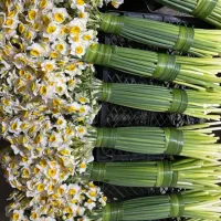 گل نرگس /لوکس/ارزانترین قیمت/5کیلو به بالا/درجه یک