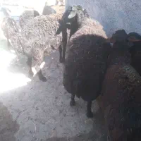 با‌سلام‌قوچ‌شیشک