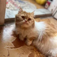 ترکیب پرشین و اسکاتیش|گربه|قائمشهر, |دیوار