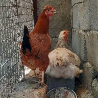 مرغ خروس محلی کاکلی گردن لخت برهما سلطان تخم گذار
