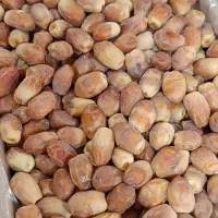 خرمازاهدی لوکس بوشهر(پشت کوهی)