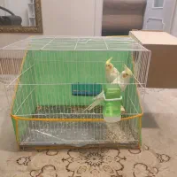 جفت مولد عروس هلندی لوتینو آلوبینو وهمراه۳عددجوجه