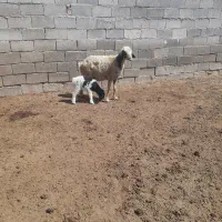 میش وبره