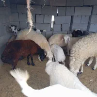 تعدادی بز بره. کهره. با بهترین قیمت