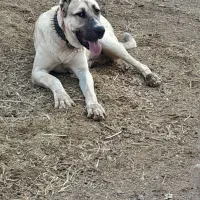 سگ نژاد دار|سگ|تربت‌حیدریه, هاشمی‌نژاد|دیوار