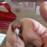 سره|پرنده|تهران, صادقیه|دیوار