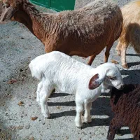 یک عدد میش بره نر|حیوانات مزرعه|کوهدشت, |دیوار