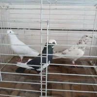 10 عدد کبوتر غریبگیری همه باهم یک میلیون دیویست|پرنده|ماهدشت, |دیوار