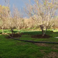 انجام امورات کشاورزی و نظافت منازل توسط بانوان