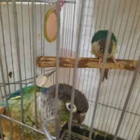 جفت گرینچیک تراکوییس یلوساید بالغ اماده مست|پرنده|گلستان (تهران), |دیوار