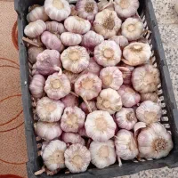 سیر دشت مغان