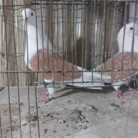 پشت زرد تهرانی اصیل مهر|پرنده|تهران, جی|دیوار